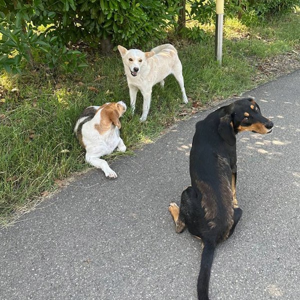 Dogs